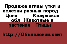 Продажа птицы утки и селезни разных пород › Цена ­ 500 - Калужская обл. Животные и растения » Птицы   